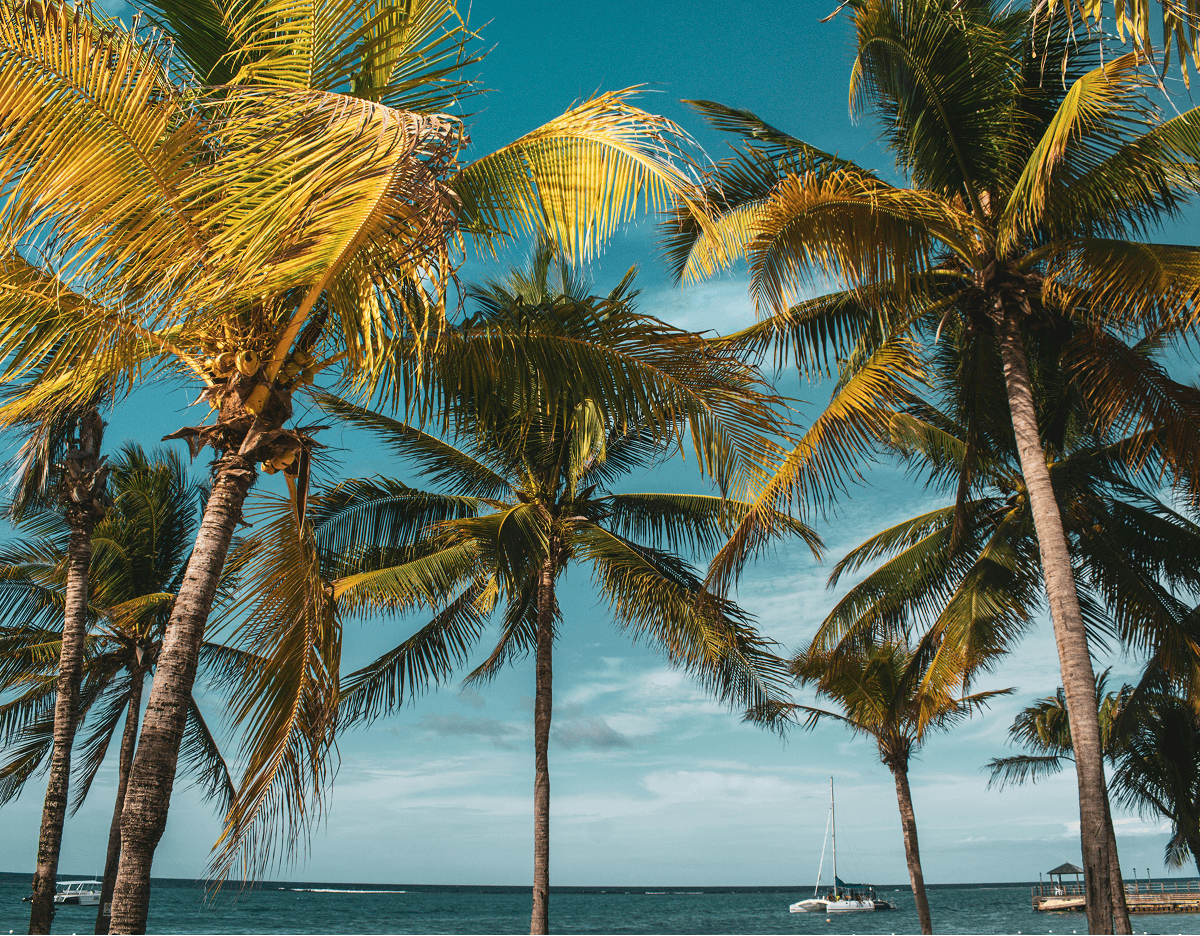 Palm trees