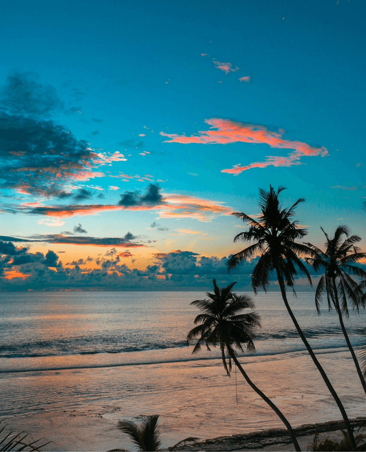 Palm